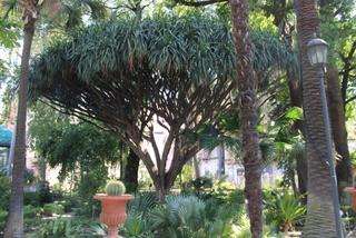 Dracena Orto Botanico Catania